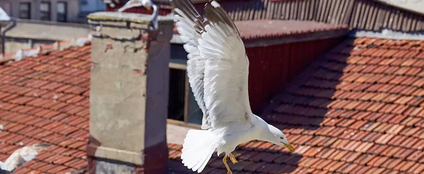 Residential Chimney Animal Removal Solution in Farmington Hills, MI