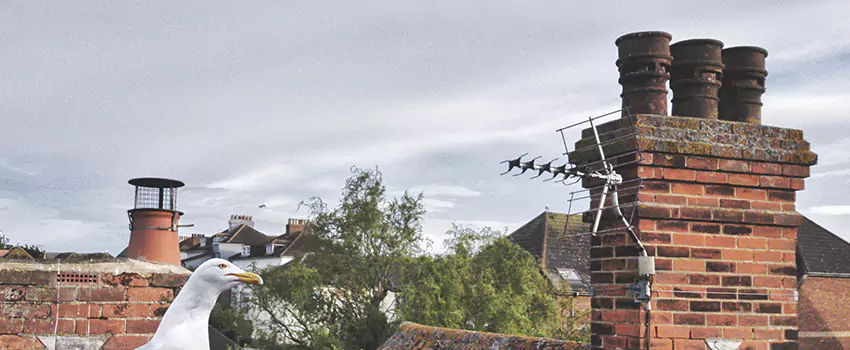 Chimney Cleaning And Restoration in Farmington Hills, Michigan